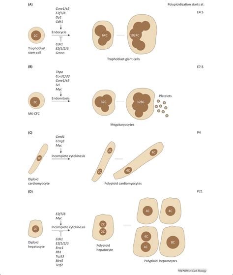 Physiological Significance Of Polyploidization In Mammalian Cells