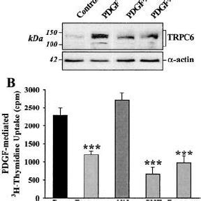 Effects Of Nifedipine And SKF 96365 On PDGF Mediated TRPC6 Upregulation