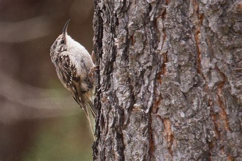 American Tree Creeper Pictures and Photos - Photography - Bird ...