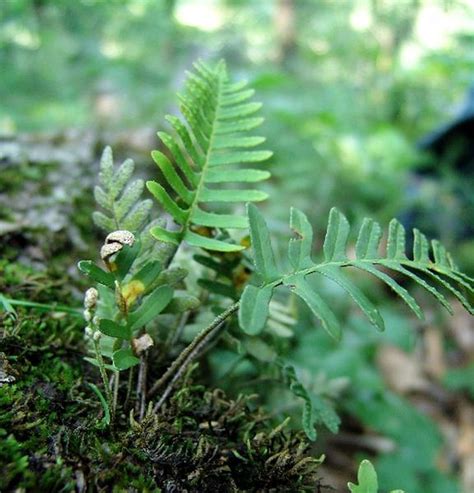 Pleopeltis Polypodioides Resurrection Fern North Carolina Extension