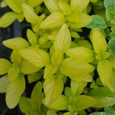 Herb Oregano Golden Farmyard Nurseries