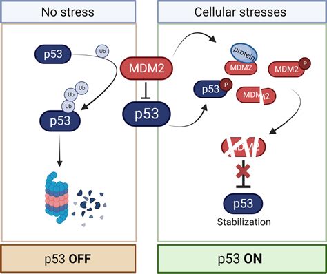 Regulation Of P53 In Physiological Conditions P53 Interacts With Its Download Scientific