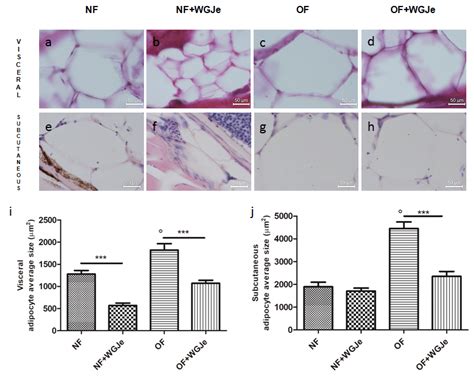 Outcomes Of Wgje On Visceral And Subcutaneous Adipocyte Size