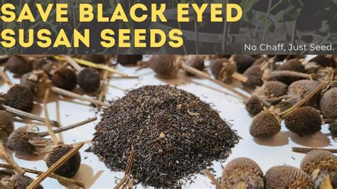 The Easiest Way To Save Black Eyed Susan Seeds Growit Buildit