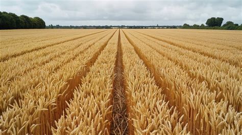 Ripe Barley Field Ready For Harvest In Golden Sunset Light Stock