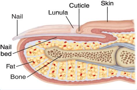 Structure Of The Nail The Nails Are Composed Of Flat Horny Scales