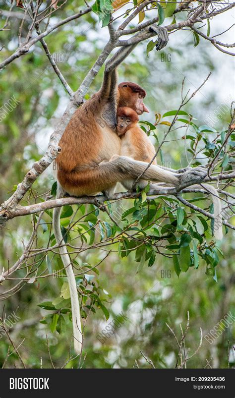 Proboscis Monkey Baby Image & Photo (Free Trial) | Bigstock