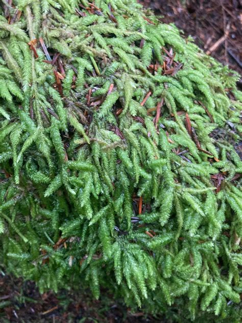 Waved Silk Moss From Capital BC Canada On December 04 2021 At 10 24