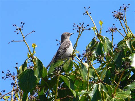 Northern Mockingbird - Mimus polyglottos - NatureWorks