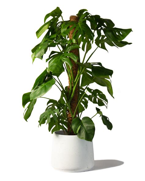 Swiss Cheese Plant With Moss Pole Monstera Pertusum Perfect Plants