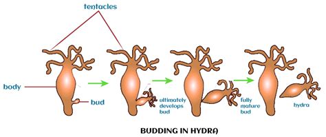 Definition Of Budding For Class 59 Off