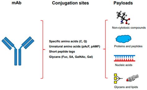 Molecules Free Full Text Site Specific Antibody Conjugation With