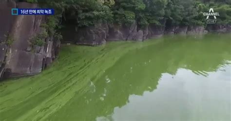 충청 식수원 대청호 16년 만에 최악 녹조