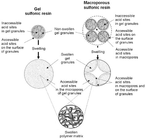 The Micro And Macromorphology Of Gel And Macroporous Sulfonic Resins