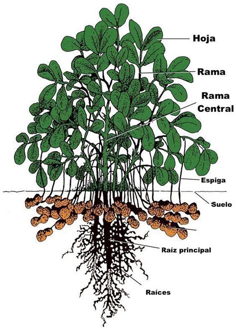 Cómo se cultiva el maní o cacahuete un manual de cultivo