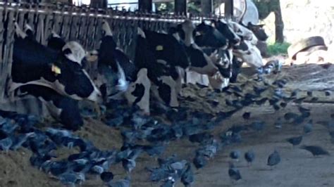 Una granja de 180 vacas contra las cuerdas por una invasión de palomas