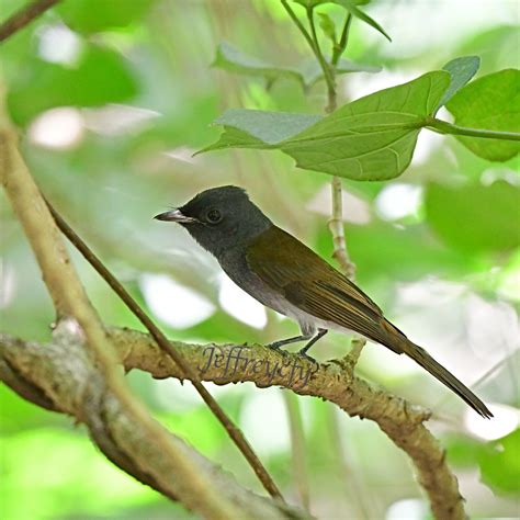 阿穆爾綬帶 Amur Paradise Flycatcher Terpsiphone incei Flickr