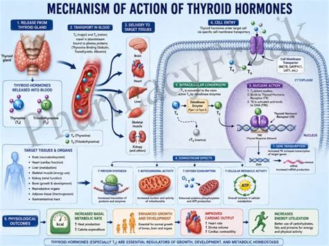 mechanism  action  thyroid hormones