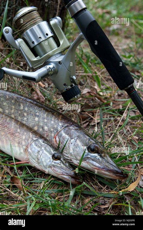 Freshwater Northern Pike Fish Know As Esox Lucius And Fishing Rod With