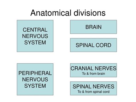 Ppt The Nervous System Powerpoint Presentation Free Download Id