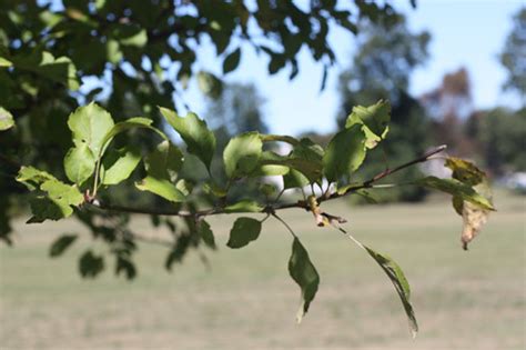 Branch f/8 | f/8@1/125 ISO 200 | cristinaspics | Flickr