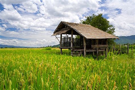 23300 Rice Paddy House Stock Photos Pictures And Royalty Free Images