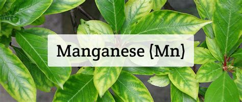 Manganese (Mn) Nutrient Deficiencies In Plants - Hydrobuilder Learning ...