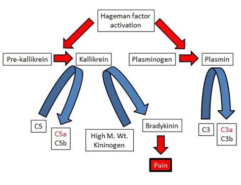 Ch Drugs Affecting Blood Coagulation Flashcards Quizlet