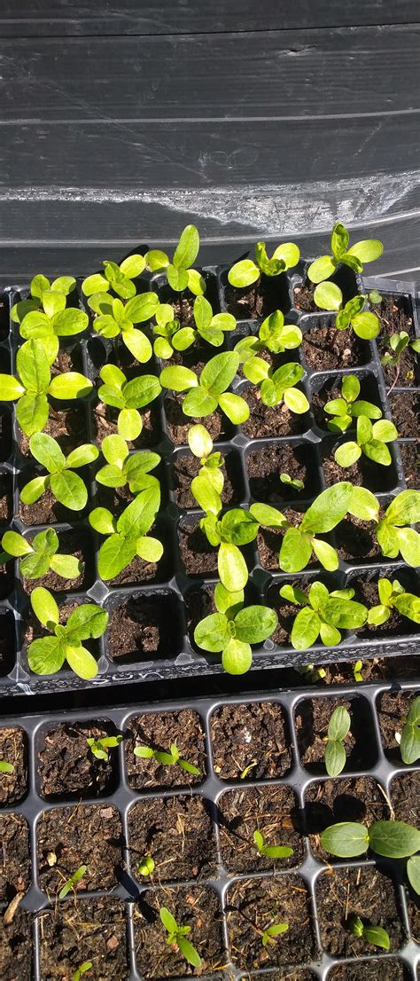 How big do sunflowers need to before planting out they in UK they are