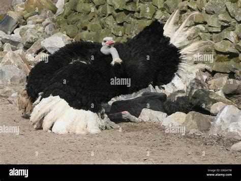 Male African Common Ostrich Struthio Camelus With Fanned Out Wings