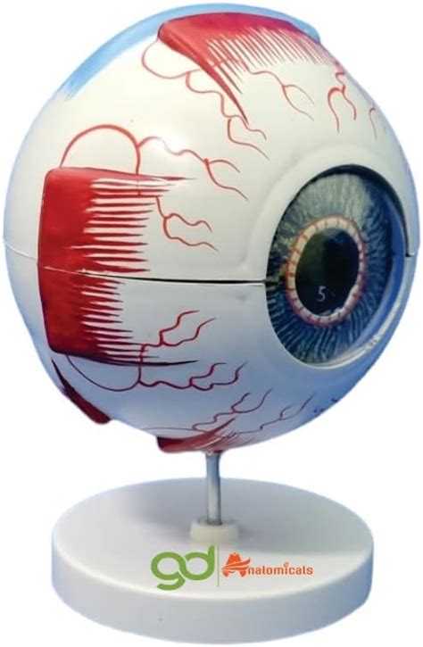 Gd Anatomicals Human Eye Model In Parts X Magnification