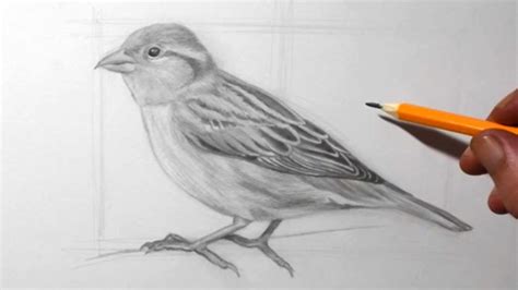 Sparrow Drawing