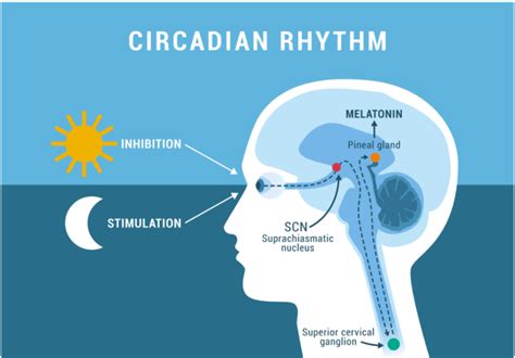 The Circadian Rhythm Is The Body S 24 Hour Clock Quizlet At Laura