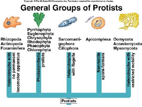 General Groups Of Protists Protists Life Science Lessons Science Teacher Resources