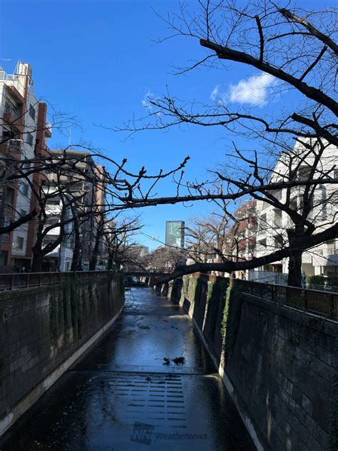 目黒川の桜は🌸 スッカリ枝を切られて ス 東京都目黒区 金太 ウェザーニュース