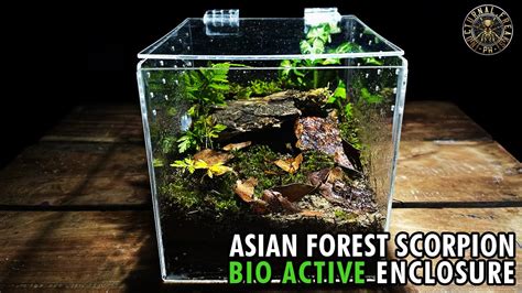 Asian Forest Scorpion H Longimanus Bio Active Enclosure Setup YouTube