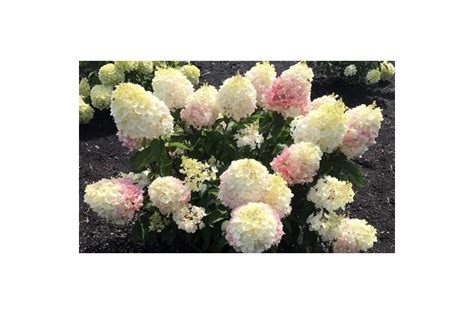 Гортензия Литтл Блоссом (С3) (СП) метельчатая Киров - Магазин Садовник