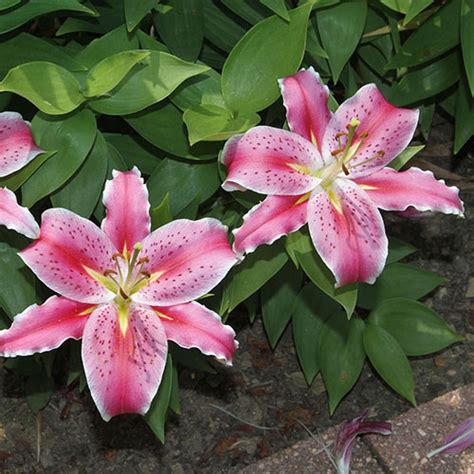 After Eight Oriental Lily Vanstone Nurseries