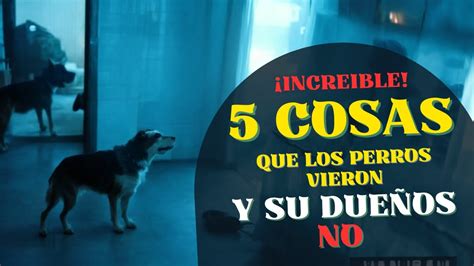 Top Cosas Que Los Perros Vieron Y Sus Due Os No Youtube