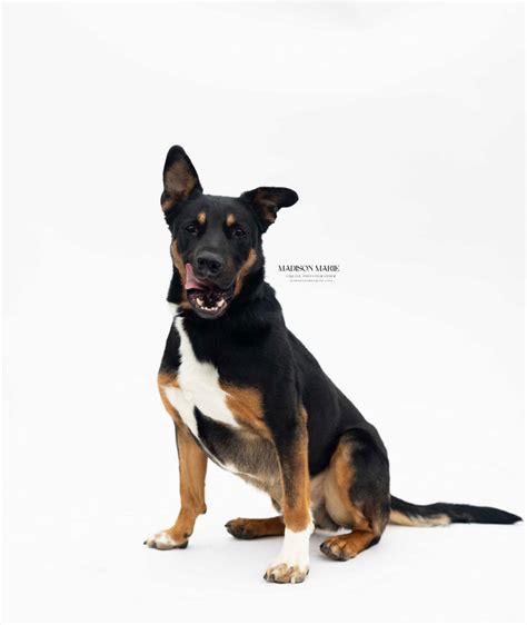 cecil county animal services 6