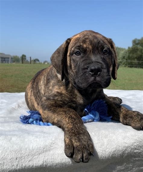 Nash, a Red Fawn Brindle Male Bullmastiff Puppy 613890 | PuppySpot