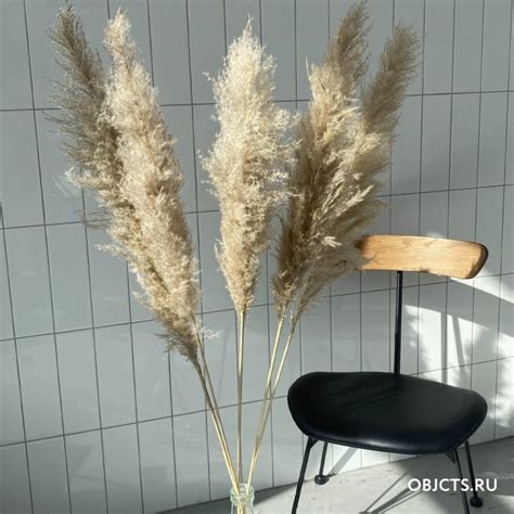 Интернет-магазин сухоцветов и пампасной травы - OBJECTS