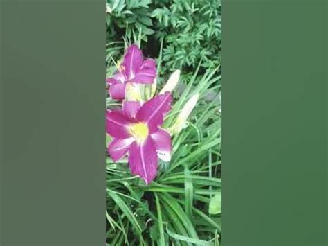 Лилейник Бурбон Кинг. - YouTube