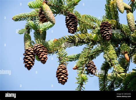 Picea, Cones, Branch, Picea mariana, Spruce, Cone Stock Photo - Alamy