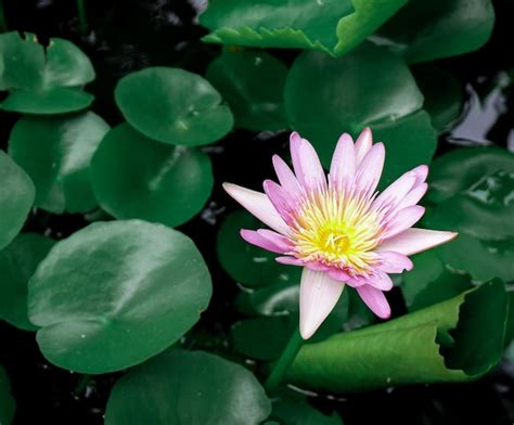 Premium Photo Close Up Of Lotus Water Lily In Pond