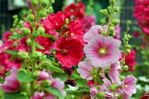 Мальва (75 фото) - виды и сорта, уход, выращивание и размножение шток-розы