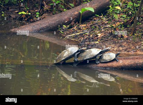 Amazon rainforest turtles hi-res stock photography and images - Alamy