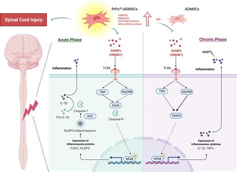 Schematically Illustrated The Proposed Mechanism Of Nlrp Inflammasome