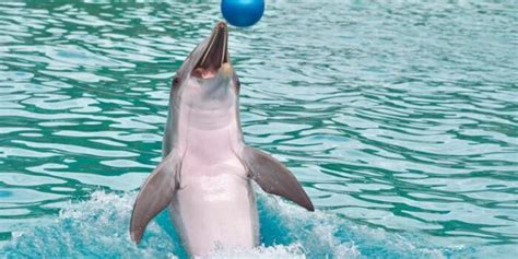 Top 10 interesting facts about dolphins - Depth World