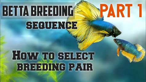 Betta Breeding How I Pick The Best Fish To Breed PART 1 How To